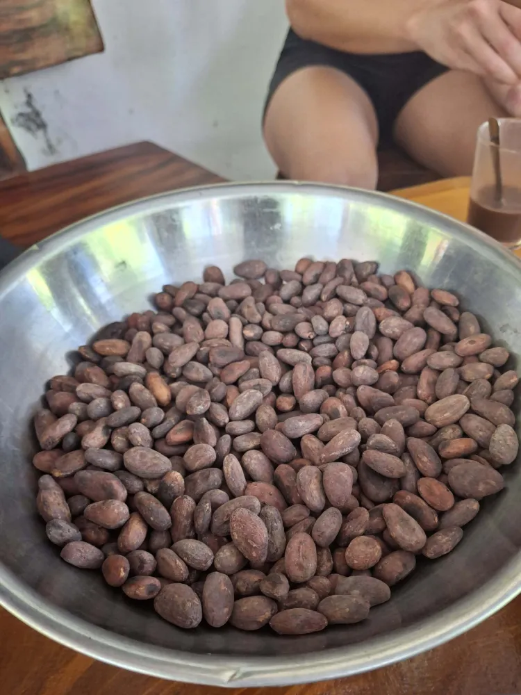 Bowl of Cocoa Beans