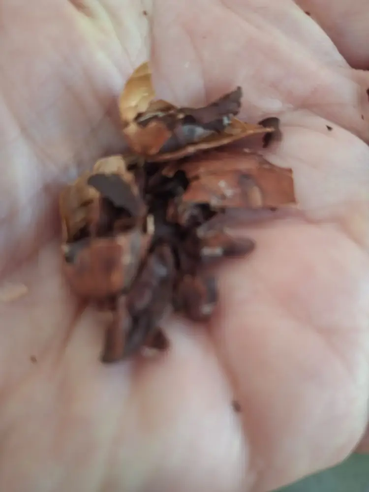 Cocoa Bean Shells