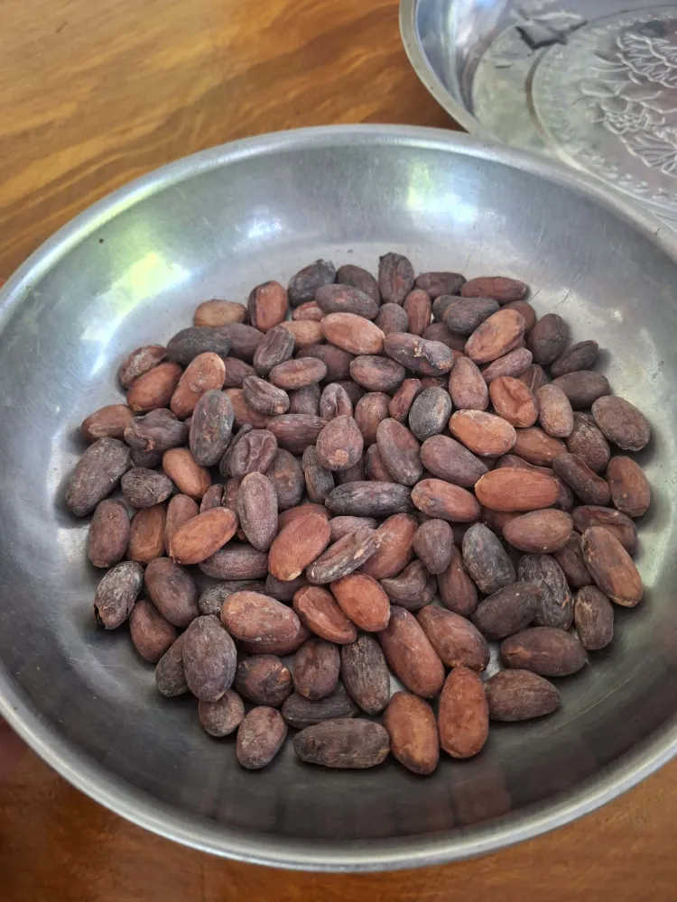 Cocoa Beans in a Bowl