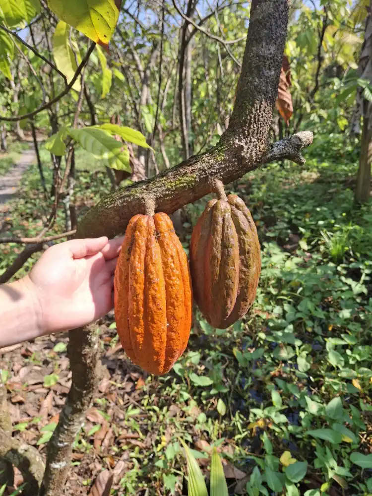 Cocoa Pods Harvesting