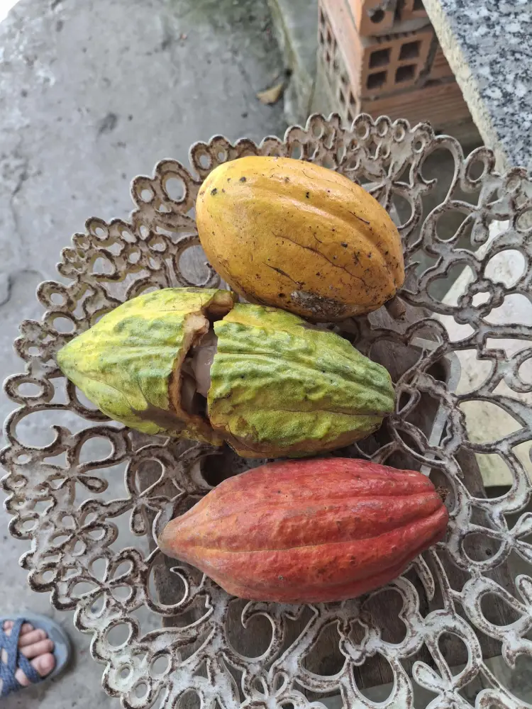 Cocoa Pods