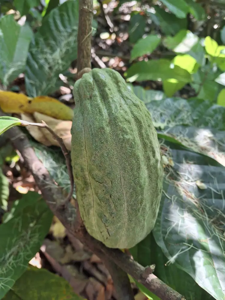 Green Cocoa Pod