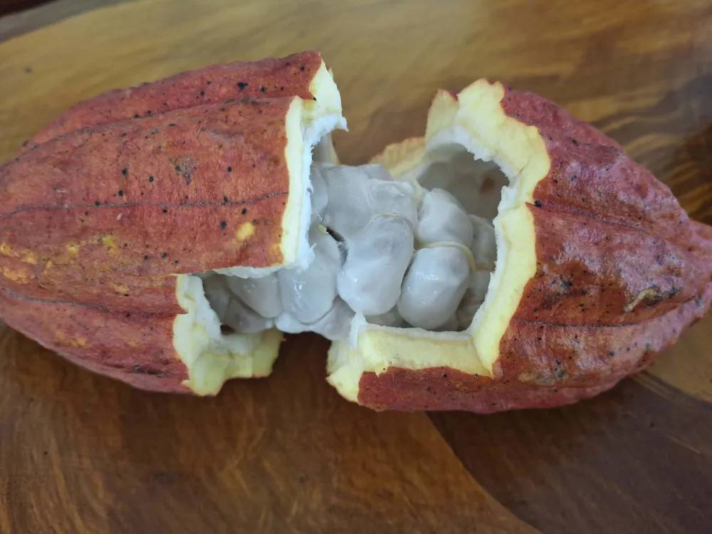 Ripe Cocoa Pod