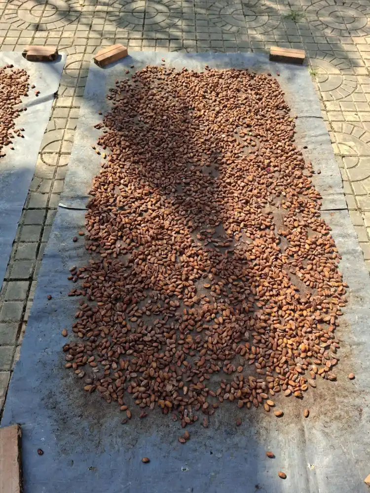 Sorting Cocoa Beans