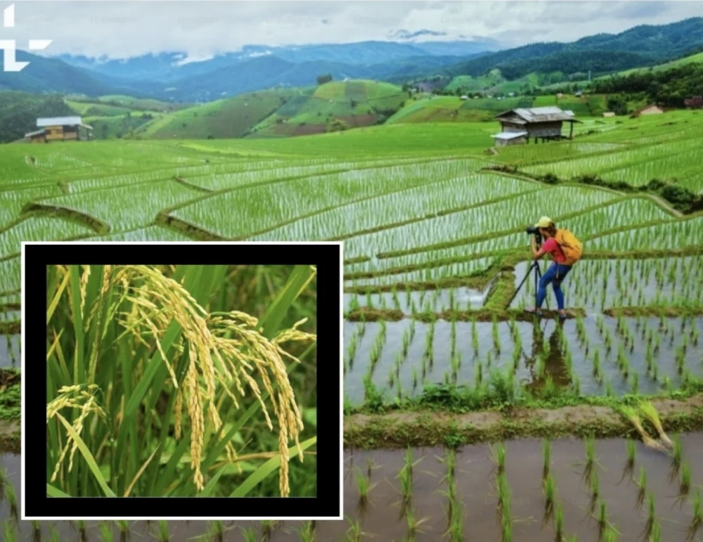 Rice Fields